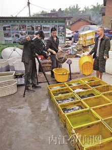 特種水產養殖 讓更多四川內江特色 游 向世界