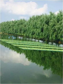 各種魚兒上餐桌,區(qū)水務(wù)局大力守護(hù)老百姓 舌尖上 的安全
