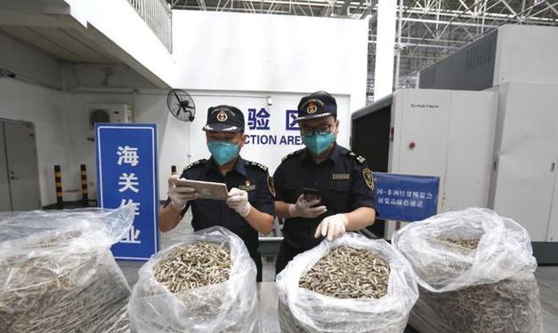 62公斤肯尼亞野生水產品在肯尼亞首都內羅畢的東非海鮮有限公司的工廠