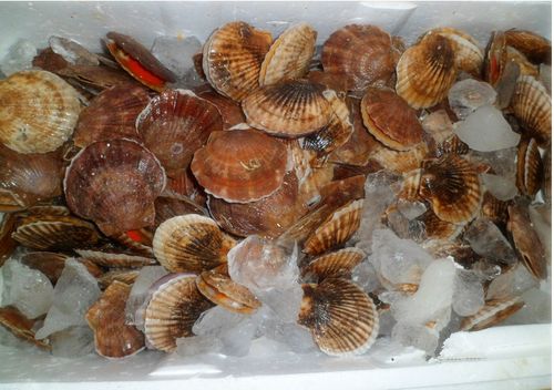 批發零售 質優價廉 蝦夷扇貝 鮮活貝類海產品 水產品