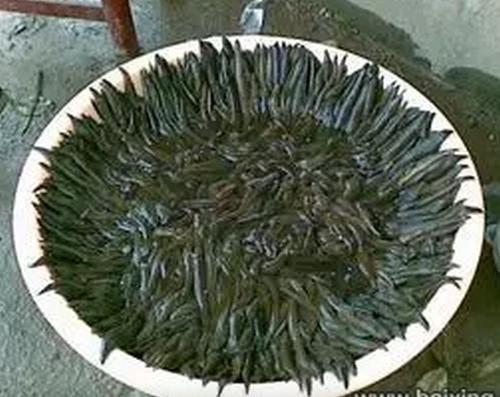 安徽水蛭養殖廠 - 樂彩水產品 - 樂彩金橋