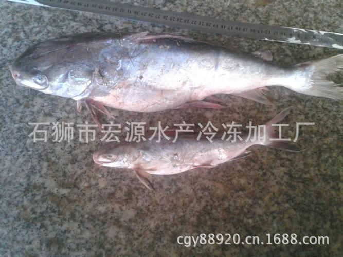 「冷凍水產品」胡子魚 行啊魚 海鯰俗稱鯰魚,海鲇,光魚,骨魚 老頭魚