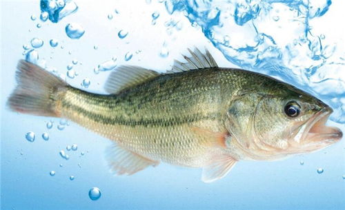 選購鱸魚的方法大全,完全掌握鱸魚的選購技巧 鮮淘網