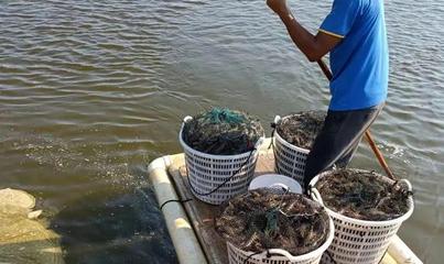 凈化水質(zhì)、改底除臭?別被漁藥商品名迷花了眼!陳昌福:優(yōu)質(zhì)的水產(chǎn)養(yǎng)殖用消毒劑應(yīng)該是瞬間消毒劑!