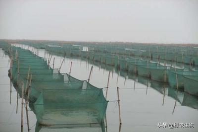 水產(chǎn)EM菌調(diào)水成本低效果好,助力水產(chǎn)養(yǎng)殖肥水季