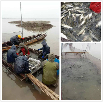 【大通湖直供】草魚水花、鳙魚水花、邊魚水花_草魚種苗價格_中國水產(chǎn)養(yǎng)殖網(wǎng)