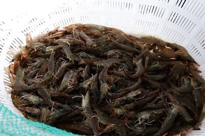 陜西定邊縣5萬斤鹽湖大蝦上市
