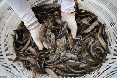 江蘇連云港:全國最大的泥鰍產(chǎn)業(yè)聚集區(qū)產(chǎn)品持續(xù)出口韓國
