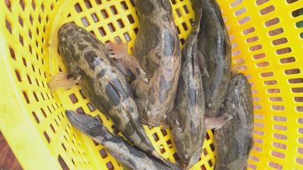 寒冷天氣影響水產(chǎn)養(yǎng)殖業(yè) 農(nóng)場主護(hù)“魚”御寒有良方