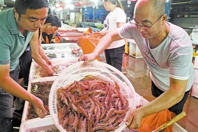 養(yǎng)殖蝦上市 量大價格低