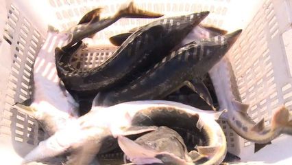 瞄準特色水產養(yǎng)殖 做足“水文章”
