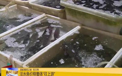 淡水魚全線漲價 今年養(yǎng)魚賺大了,價格翻倍漲 你那里呢
