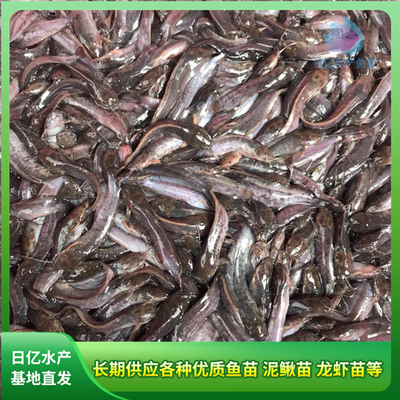 產品圖片_廣州市花都區(qū)赤坭日億水產魚苗養(yǎng)殖場
