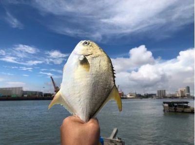 金鯧魚最高漲0.5元/斤,海水魚中"鯧盛將軍"為何能堅挺全年?