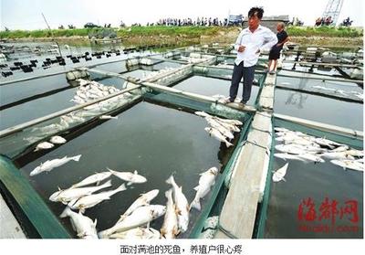 福建莆田:池塘疑因水質被污染 數(shù)千畝水產死亡_水產快訊(國內水產)_中國水產養(yǎng)殖網