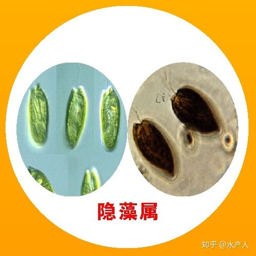 水產養(yǎng)殖淡水水體藻類,小白入行必看