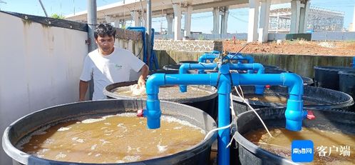 家門口 養蝦月入超6000元 海口秀英區榮山村水產養殖促增收