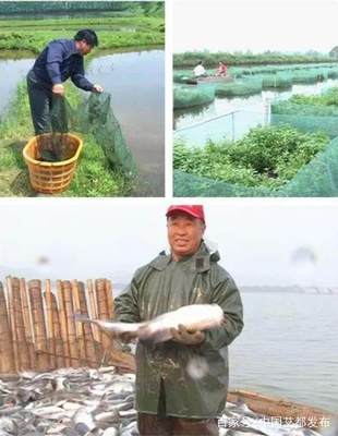 湖北水產系統送科技下鄉活動在蘄春啟動