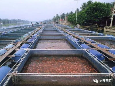 水產養殖用抗生素及其使用注意事項(二)