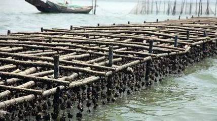 央視報道 | 對蝦價格下跌近30%!“中國蝦都”蝦價遭遇沖擊,這些海產品卻漲價了