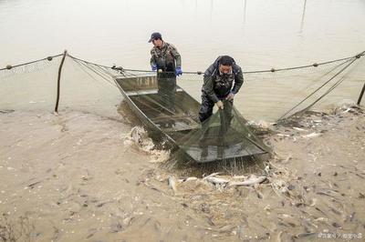 水產養殖有補貼嗎?補多少錢?2020年水產養殖最新政策解讀