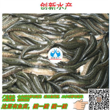 【黑魚苗】-2017年黑魚苗價格-黑魚苗報價-黑魚苗批發-水產養殖網