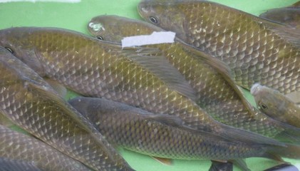贛州水產養殖基地教你如何養殖淡水魚苗