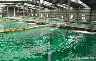 利用水域進行水產養殖,投入資金更少,收獲效益更多
