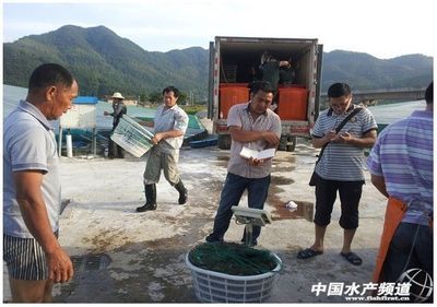 浙江三門縣第一茬工廠化養殖的南美白對蝦開始起捕出售 - 內銷市場 - 中國水產頻道 | 網聚全球水產華人