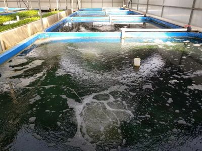 捍衛食材安全 京城老漁(北京)農業科技園區 獲評水產健康養殖示范場