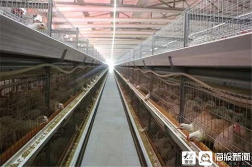 筑夢東營 趙杰忠 90后小伙回鄉創業當起 雞司令