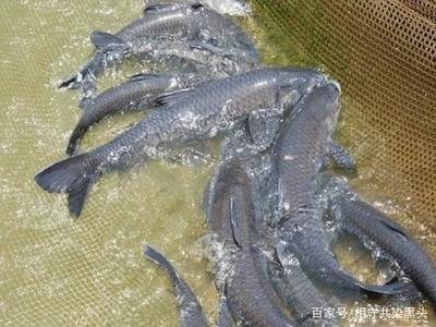 小魚說養殖,關于青魚高產養殖技術