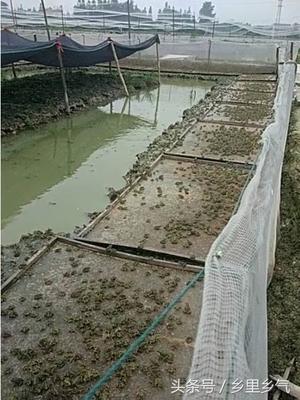 牛蛙養(yǎng)殖污染整冶