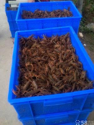 南京小徐龍蝦批發行_河蝦青蝦價格_中國水產養殖網
