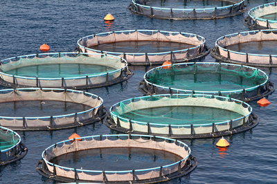 水產魚養殖
