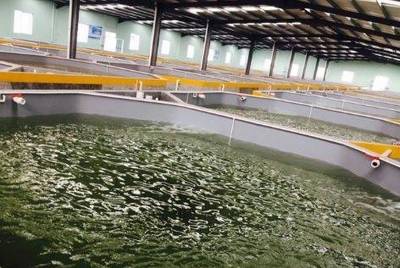 水產漆養殖漆在營造綠色生態養殖環境的應用