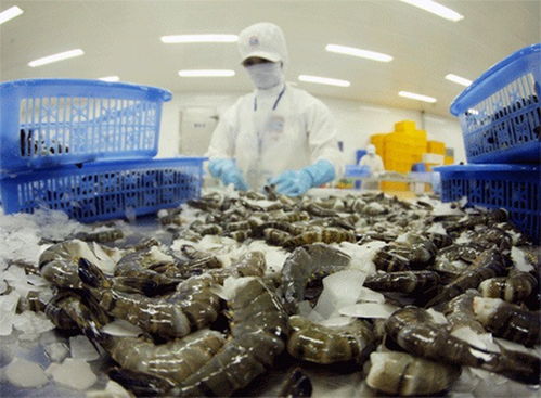 打撈上來的水產冷凍后銷售 你忘了消毒