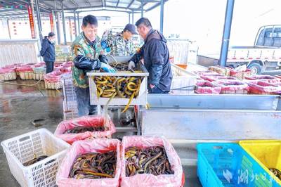 522.79萬噸、同比增4.5%!湖北淡水產品產量連續27年居首后再次突破 "一蝦一鱔"全國領先 漁民收入再創歷史新高