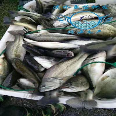 淡水養殖優鱸1號魚苗 淡水養殖加州鱸魚苗