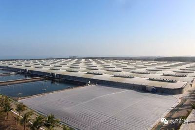 國聯南三對蝦工廠化養殖基地養蝦,創造超5000斤畝產,100%成功,怎么做到?