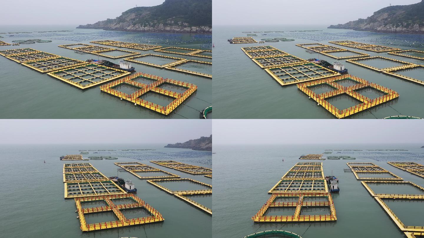 航拍大黃魚養殖場網箱海水養殖
