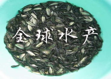 供應種苗專區 種苗專區批發求購