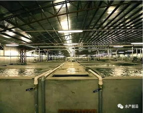 投資93億建世界最大的工廠化養殖,股價卻暴跌了400 ,為何