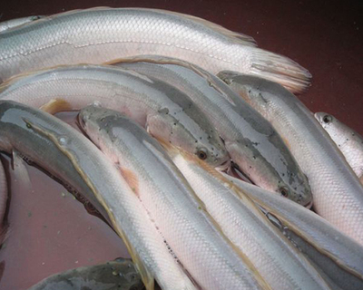白烏魚養殖