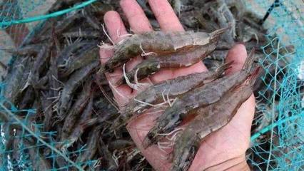 微生物在水產養殖環境修復中的重要作用