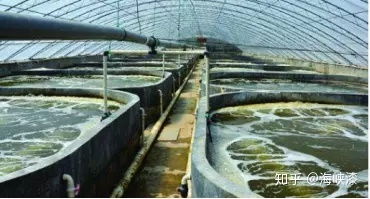 加州鱸魚工廠化養殖應用水產養殖漆開啟綠色養殖