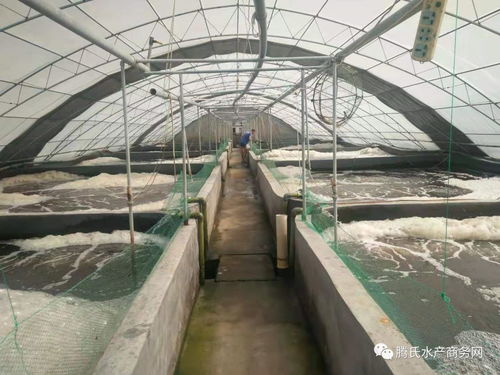 護腸養肝 丁酸梭菌 乳酸菌聯合發酵產品,在工廠化養蝦中有大用處