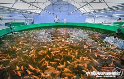 2020年世界漁業和水產養殖狀況