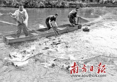 打造水產名片 筑牢 水上糧倉