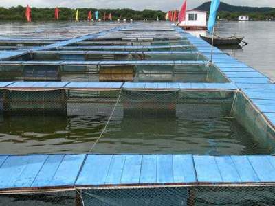 水產養殖使用生物菌肥對于養殖戶最大的效益是什么?